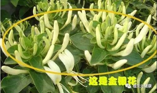 西安维特生物｜SC厂家|专业植物提取物|中药提取物